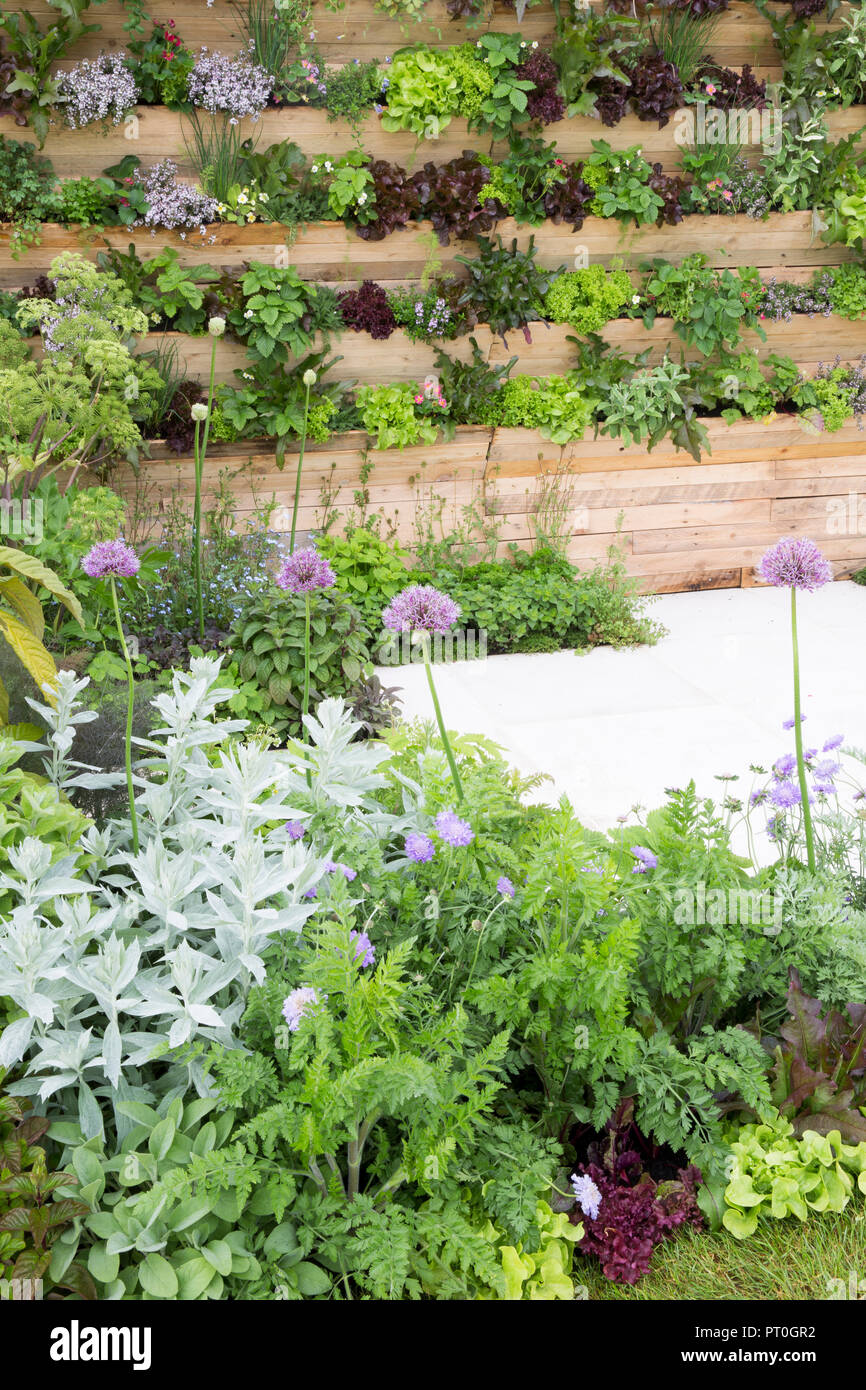 Kleiner Raum Garten vertikaler Salat Gemüse Gemüse Gartenbau Wohnwand mit Salatpflanzen Kräuter Obstsorten Salatpflanzen UK Stockfoto