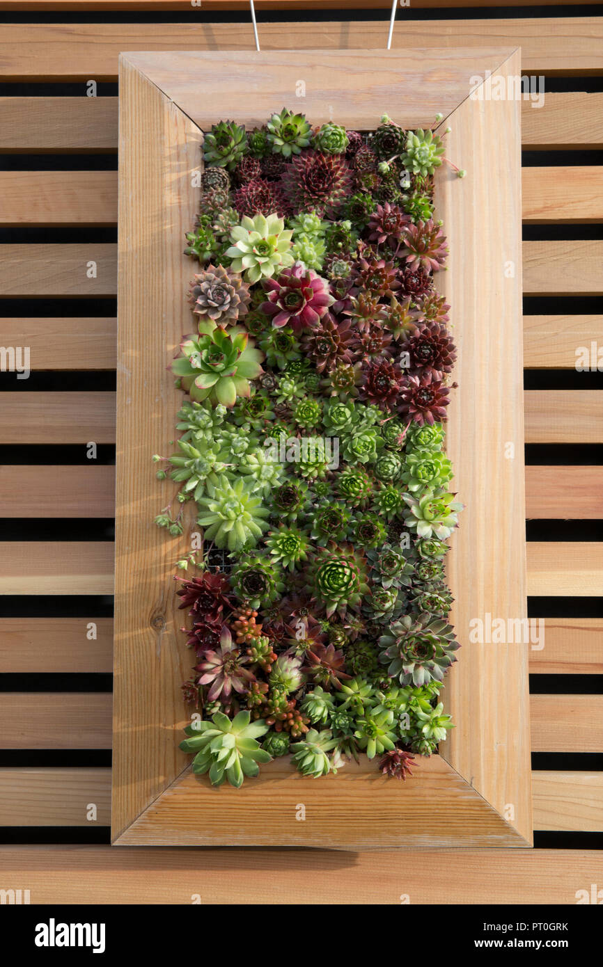 Sukkulente Pflanzen Sukkulente wachsen in einem Rahmen an einer Wand vertikal kleiner Raum Gärtnerschaft Sempervivum Pflanze ungewöhnliche Container enthalten Lauch UK Stockfoto