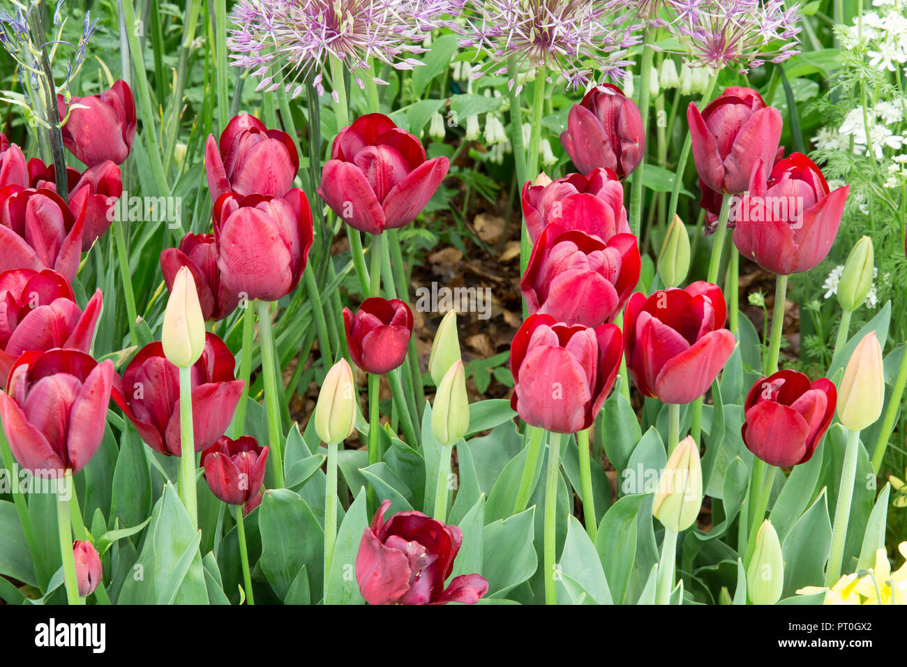 Garten mit Tulipa Tulpen Tulpen Blumen Blume var. Jan Reus blüht in einem Blumenbeet an der Grenze im Frühling im Vereinigten Königreich Stockfoto