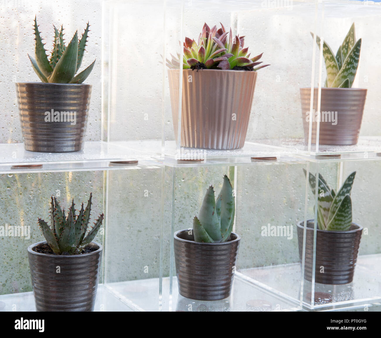 Plexiglas Boxen anzeigen eine Sammlung von Sukkulenten wachsen in Keramik Blumentöpfe, Sempervivum, Aloe" Paradisicum', zu Hause, zu wachsen, zu Abend essen, entspannen, RHS Ma Stockfoto
