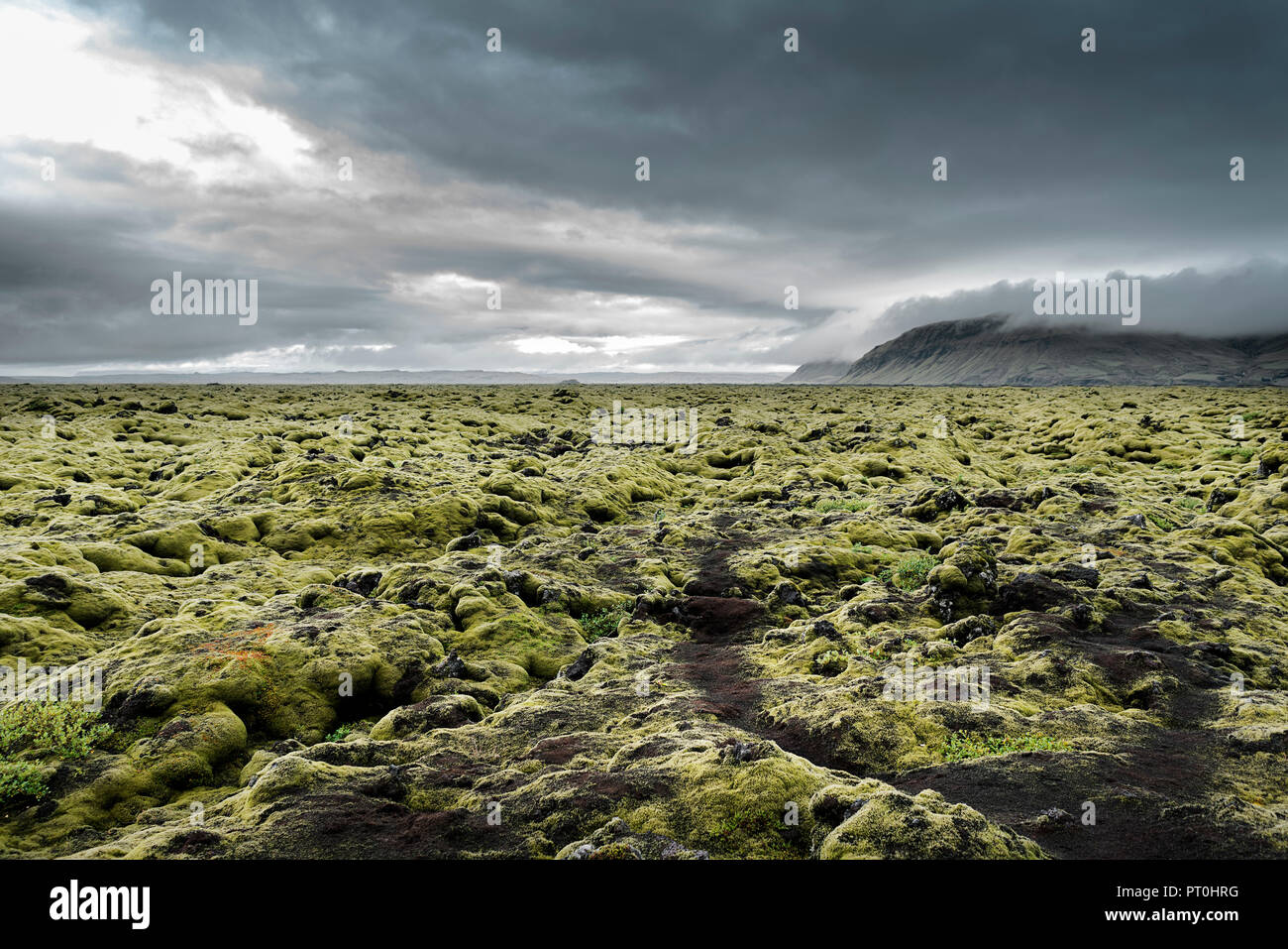 Island, Kirkjubaejarklaustur, Dverghamrar, Bereich der Lava mit Moos bewachsen Stockfoto