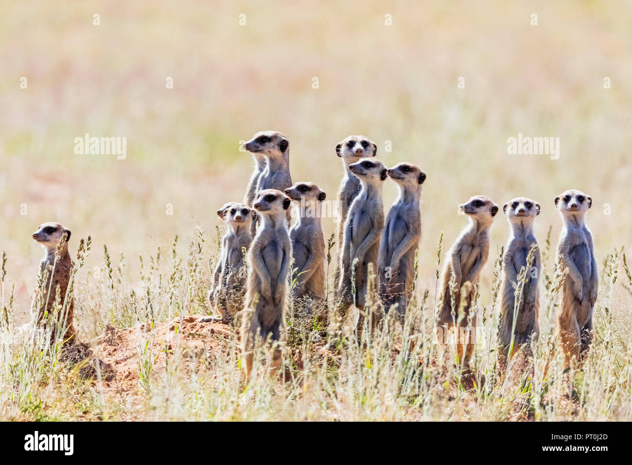 Botswana, Kgalagadi Transfrontier Park, Kalahari, Erdmännchen, Suricata suricatta Stockfoto