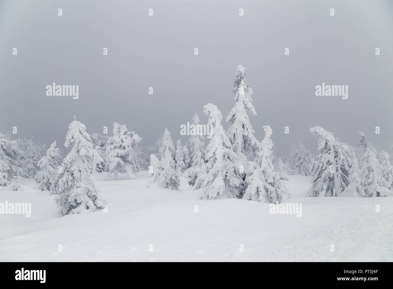Schneebedeckte Bäume im Winter Landschaft auf dem Berg Brocken Stockfoto