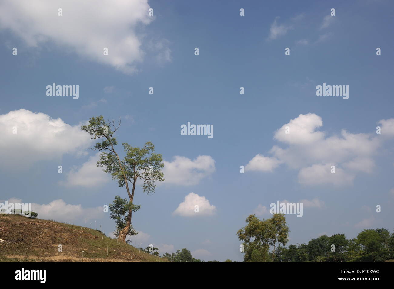 Es ist sehr pacefull auf Bangladesch (satchori Park) schauen sie in den Himmel Stockfoto