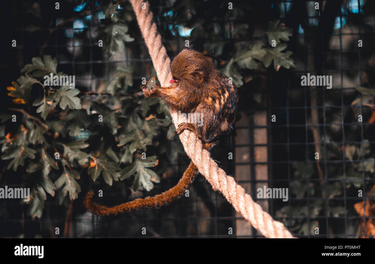 Pygmy marmoset Sitzen auf einem Seil essen eine Traube in einem Käfig Stockfoto