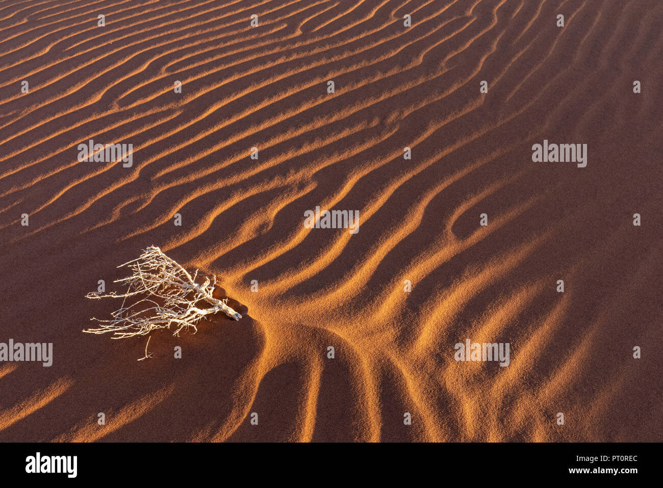 Afrika, Namibia, Namib, Naukluft National Park, tote Bush auf Sand dune Stockfoto