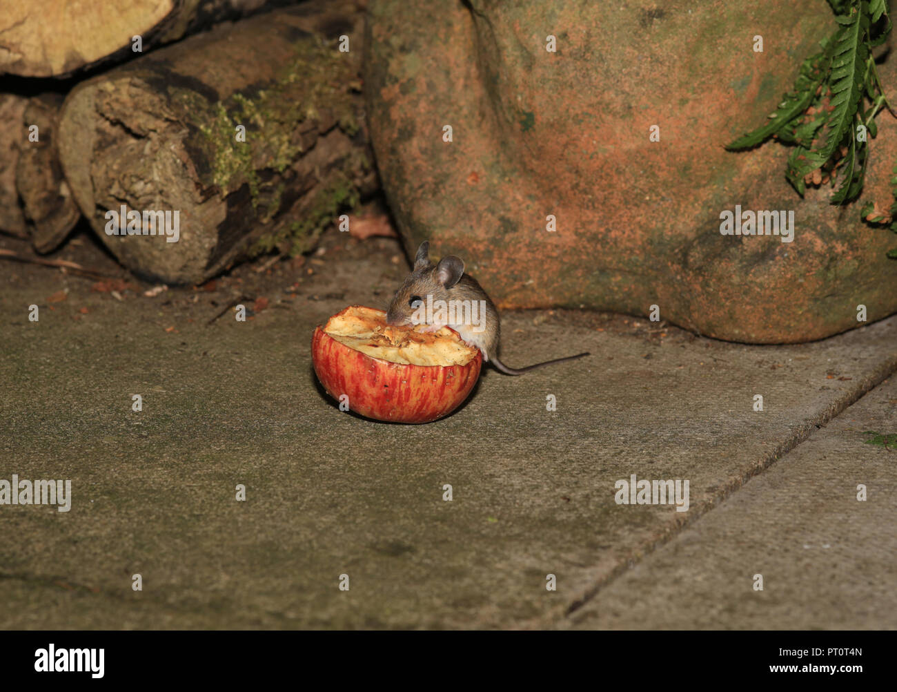 Junges Holz Maus (APODEMUS SYLVATICUS) Fütterung auf die Hälfte einen Apfel in einem britischen Garten. Stockfoto
