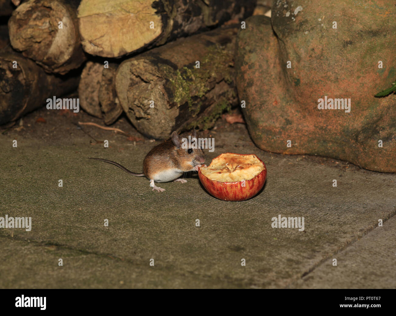 Junges Holz Maus (APODEMUS SYLVATICUS) Fütterung auf die Hälfte einen Apfel in einem britischen Garten. Stockfoto
