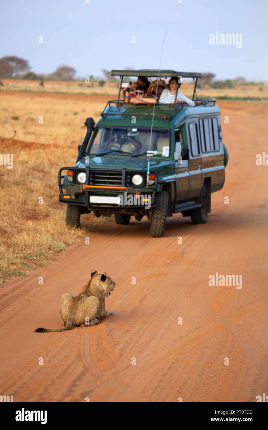 TSAVO OST NATIONALPARK, Kenia, Afrika - Februar 2018: ein Löwe, der in der Straße liegen und Stoppen einer Safari Jeep Stockfoto