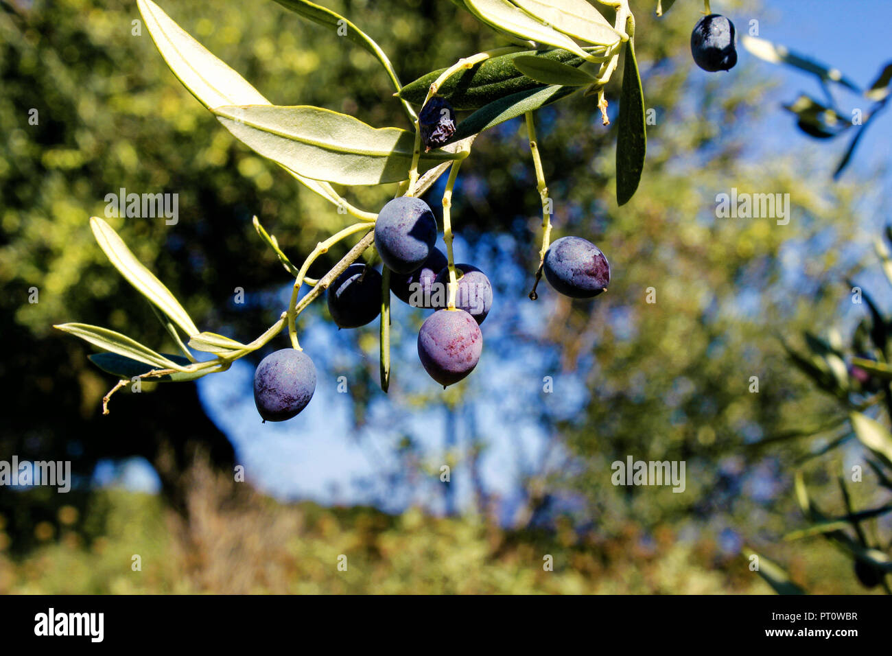 Oliven der Sorte Koroneiki auf Olivenbaum in einem halbgebirgigen  Olivenhain in der Region Messinia im Sdwesten Griechenlands  Stockfotografie - Alamy