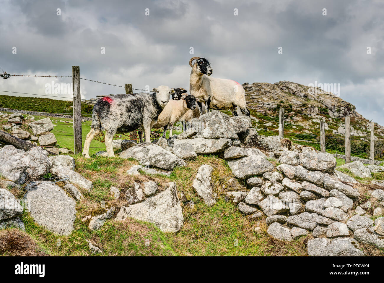 Ein vorsichtiges Familie von 3 Grobe fiel Schafe und ein herdwick ewe Beweidung auf landwirtschaftlichen Flächen nur unter scharfen Tor auf Bodmin Moor in Cornwall, schönen Tag Anfang Herbst. Stockfoto