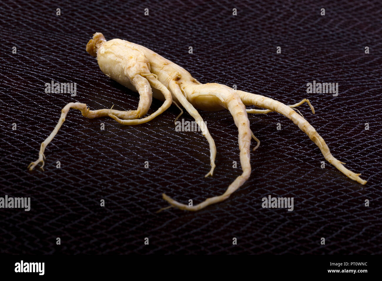 Ginseng auf dem Hintergrund der Schlangenhaut mit Platz für Text Stockfoto