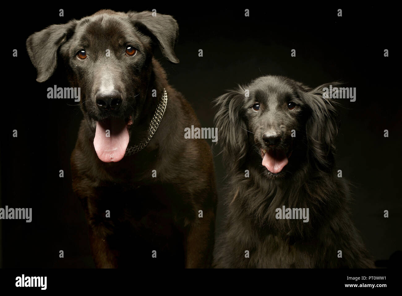 Gemischte Rasse schwarze Hunde Doppelbildnis in einem dunklen Photo Studio Stockfoto