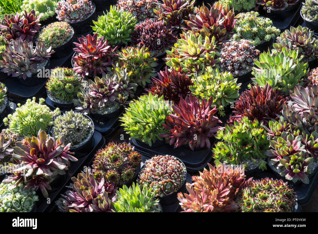Verschiedene Sorten verschiedene saftige Sukkulente Sempervivum Pflanzen Sempervivum Pflanzen in Töpfen werden auf der Blumenausstellung im Gartenzentrum UK ausgestellt Stockfoto
