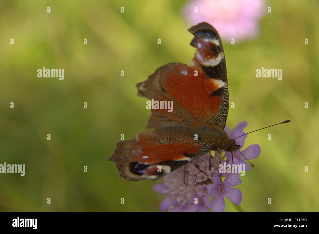 Butterfly mit natürlichen beschädigt Flügel übernachten und Pollen auf Blume Essen Stockfoto