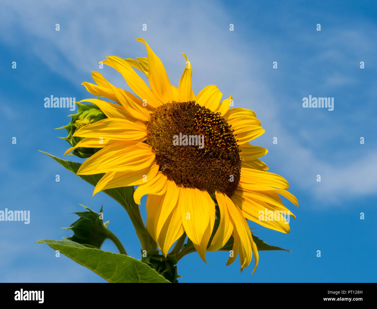 Sonnenblume vor blauem Himmel Stockfoto