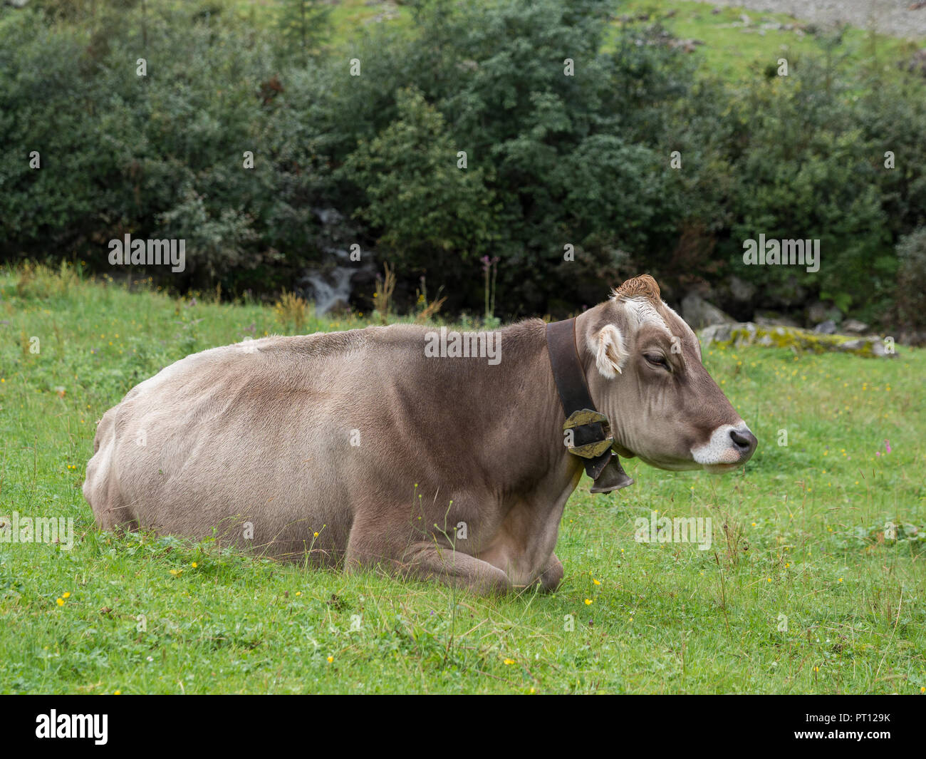 Milch Kuh auf der Weide Stockfoto