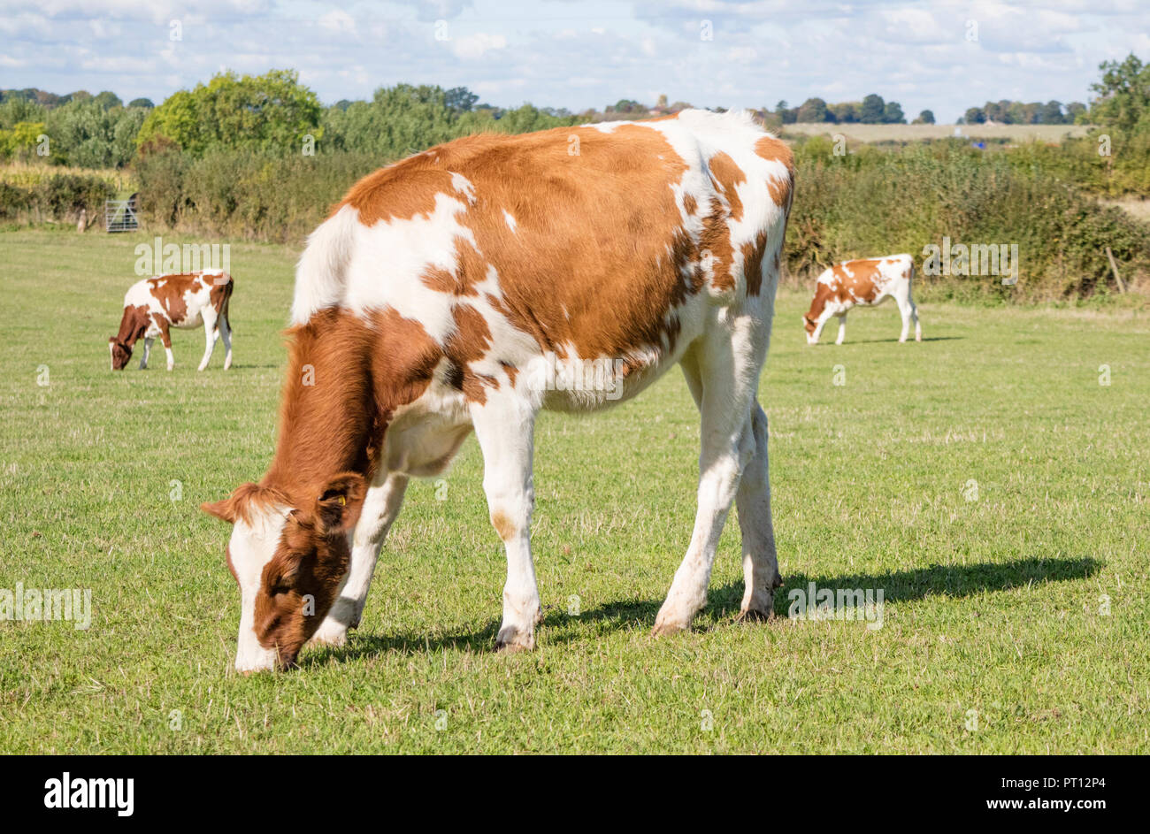 Red-Pied friesischen Rindern, England, Großbritannien Stockfoto