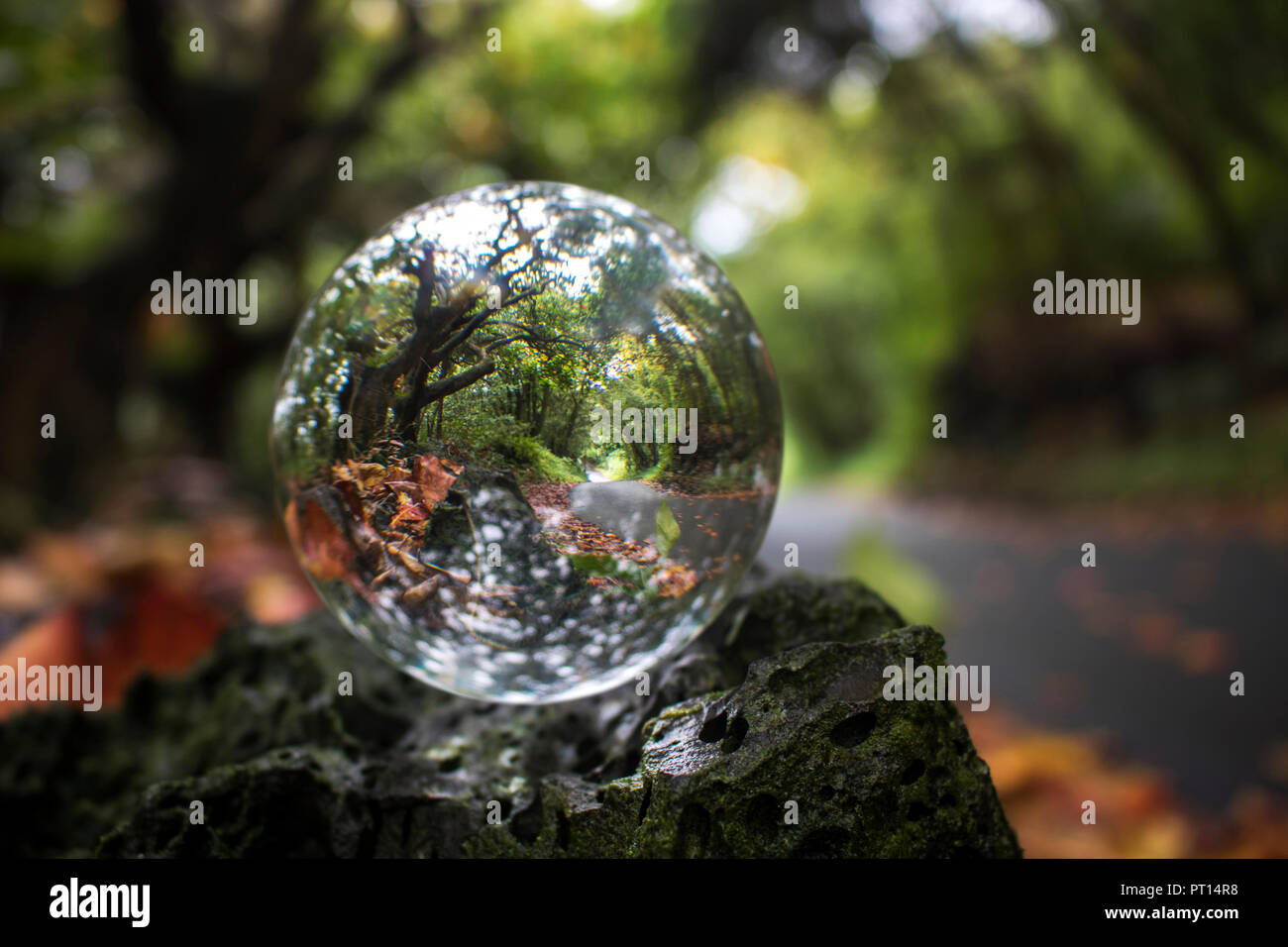 Einspurige Straße durch gewölbte grüne Bäume mit bunten Herbstlaub auf Erde in Glas Kugel Kugel- oder sitzen auf Lava Rock Wall erfasst Stockfoto