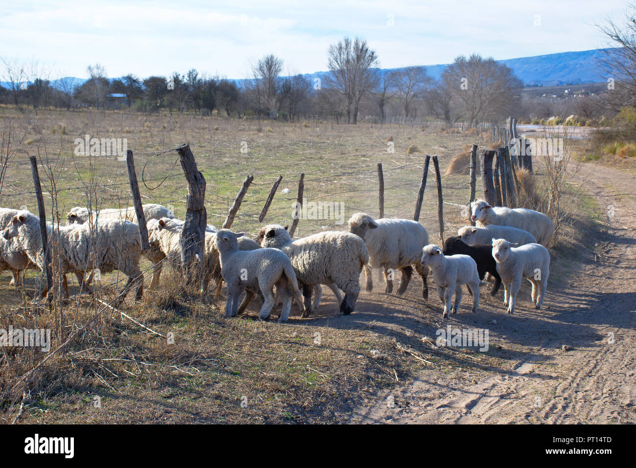 Eingabe der Schafe auf der Wiese in der Nähe von Mina Clavero - Provinz Córdoba - Argentinien Stockfoto