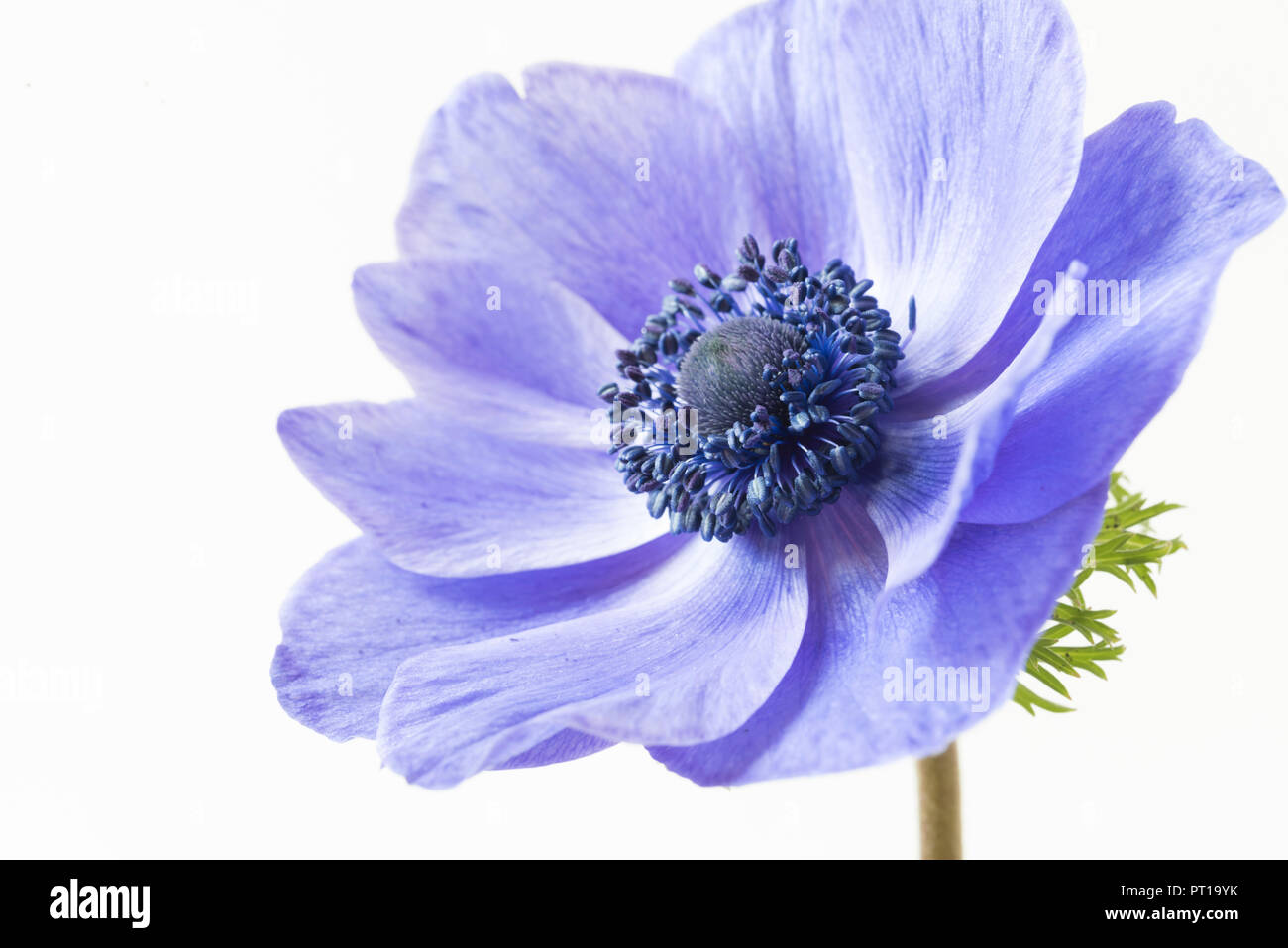 Eine einzelne Soft Focus Blüte der Anemone Blume - Anemone deCaen. Stockfoto