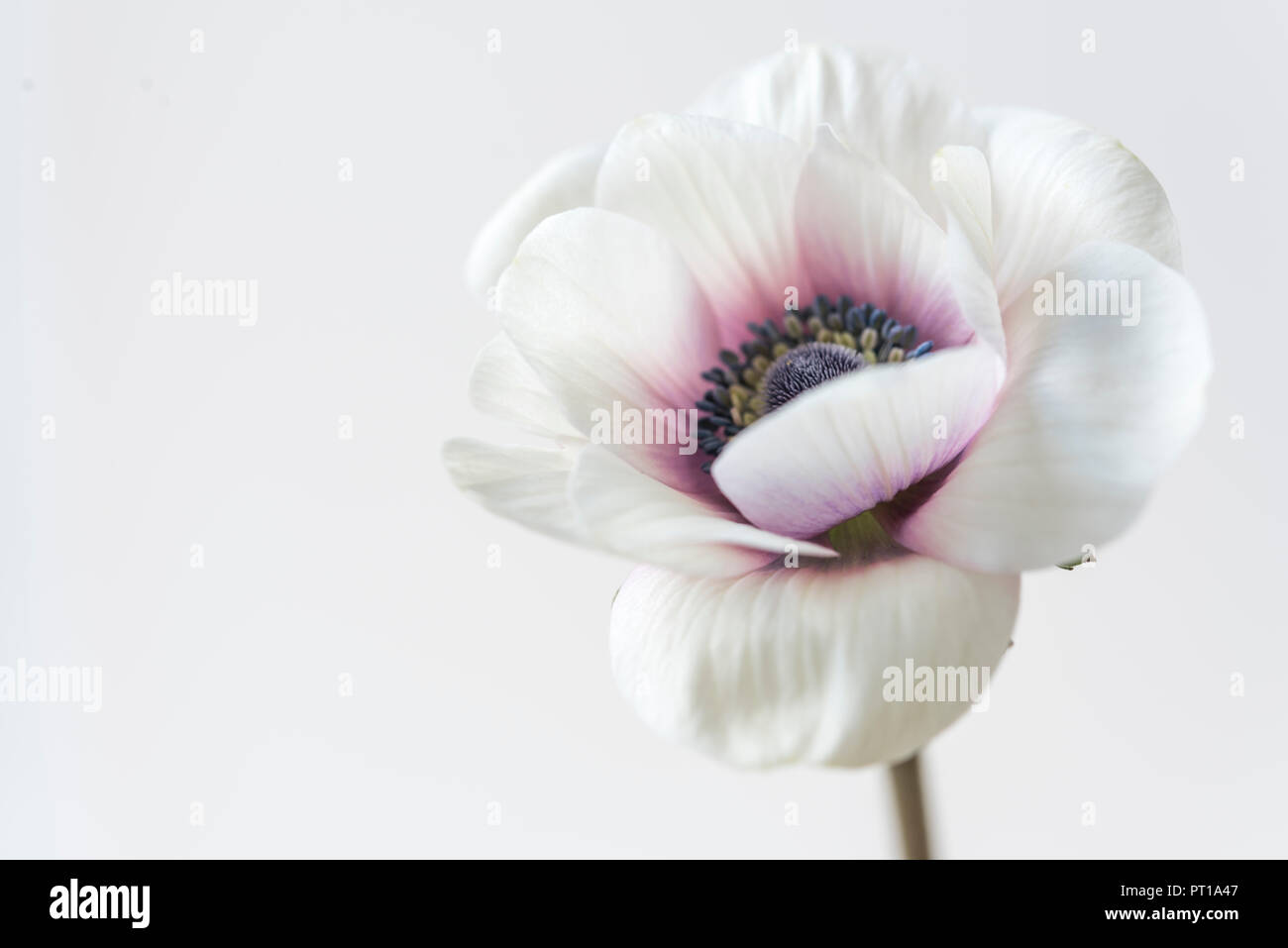 Eine einzelne Soft Focus Blüte der Anemone Blume - Anemone deCaen. Stockfoto