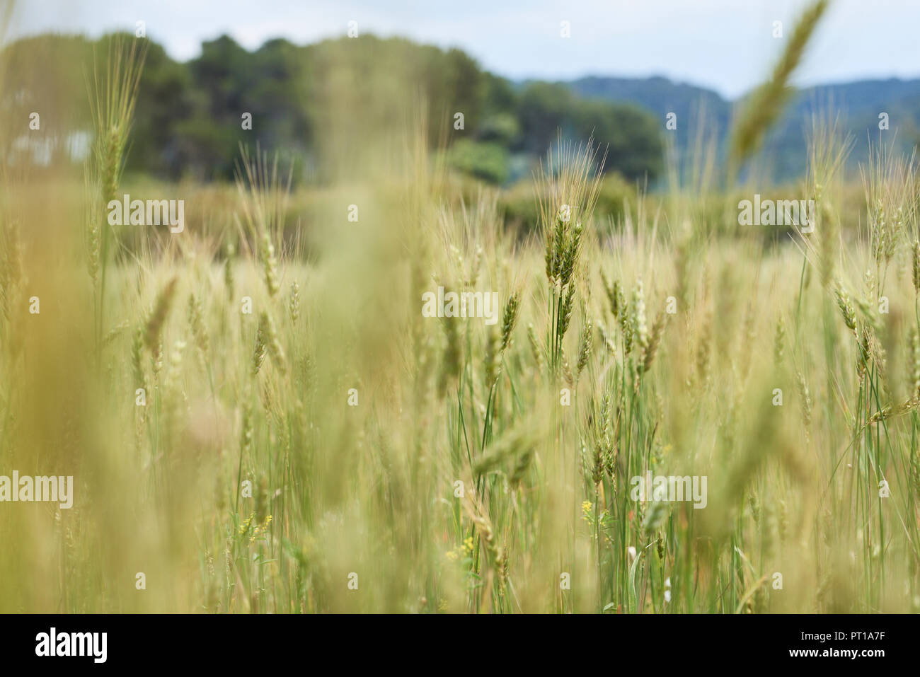 Spanien, Menorca, gerstenfeld im Frühjahr Stockfoto