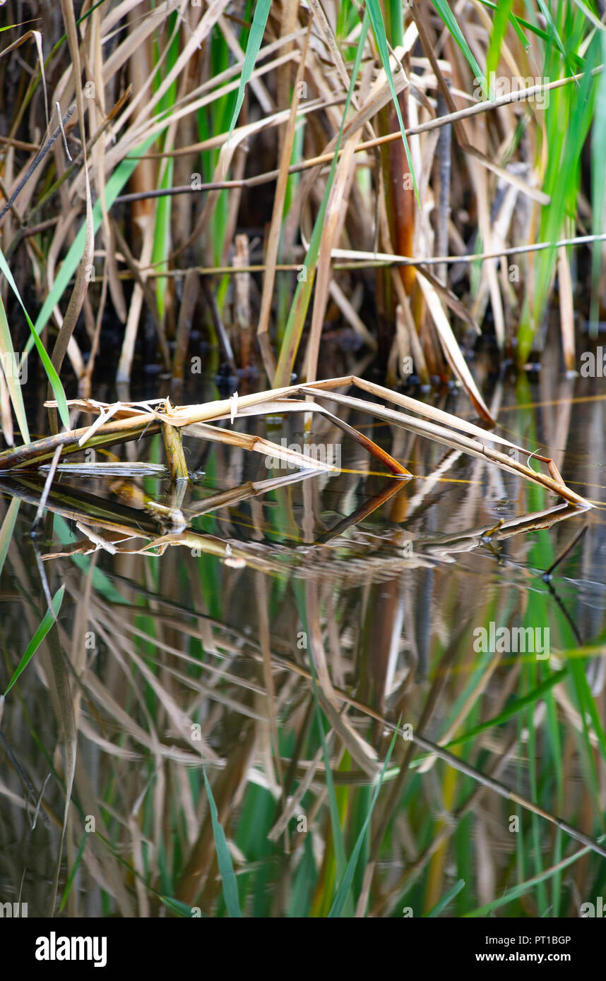 Rainham Marshes Essex UK - Schilfbetten Stockfoto