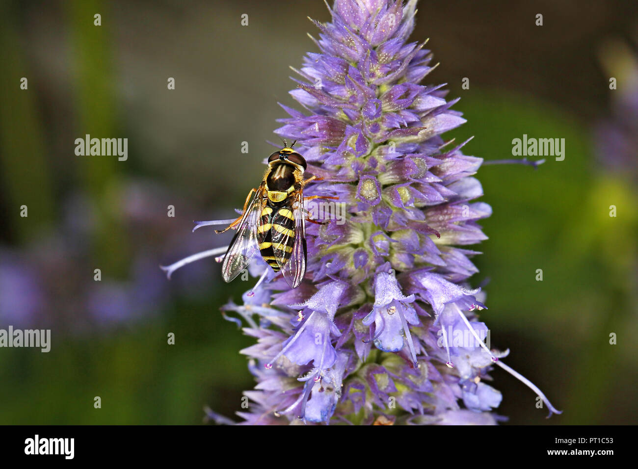 Hoverfly (Dasysyrphus albostratus) auf Veronica Blume im Garten Cheshire UK Juli 56992 Stockfoto