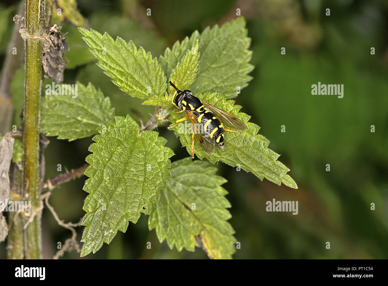 Hoverfly (Chrysotoxum festivum) auf Brennnessel (Urtica dioica) Blatt in der Wiese in der Nähe von Woodland Cheshire UK August 58569 Stockfoto