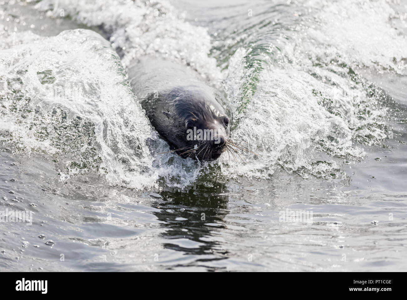 Namibia, Walvis Bay, Portrait von schwimmen Kap Fell Dichtung Stockfoto