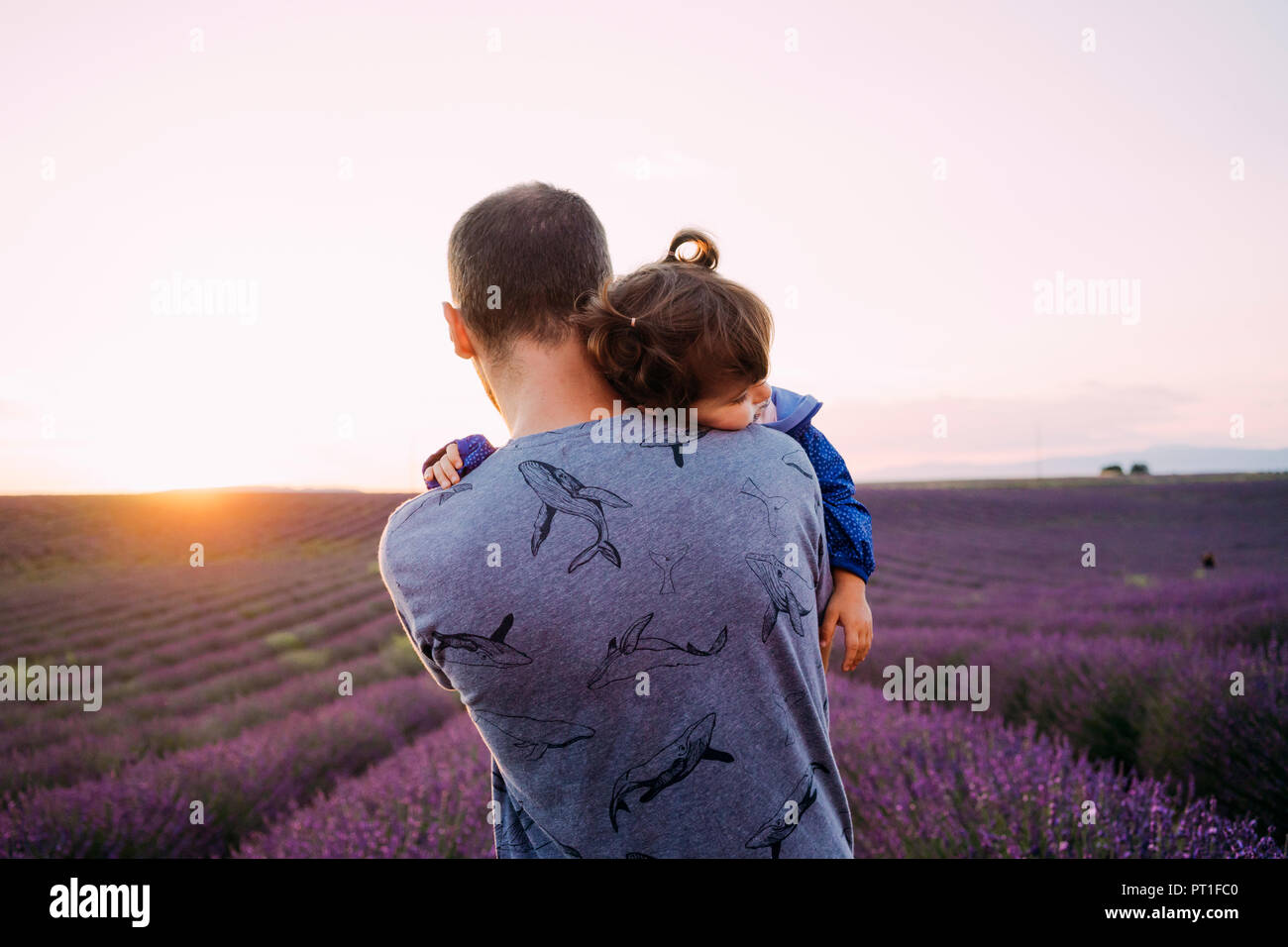 Frankreich, Valensole, Rückansicht der Vater seine kleine Tochter vor lavendelfeld bei Sonnenuntergang Stockfoto