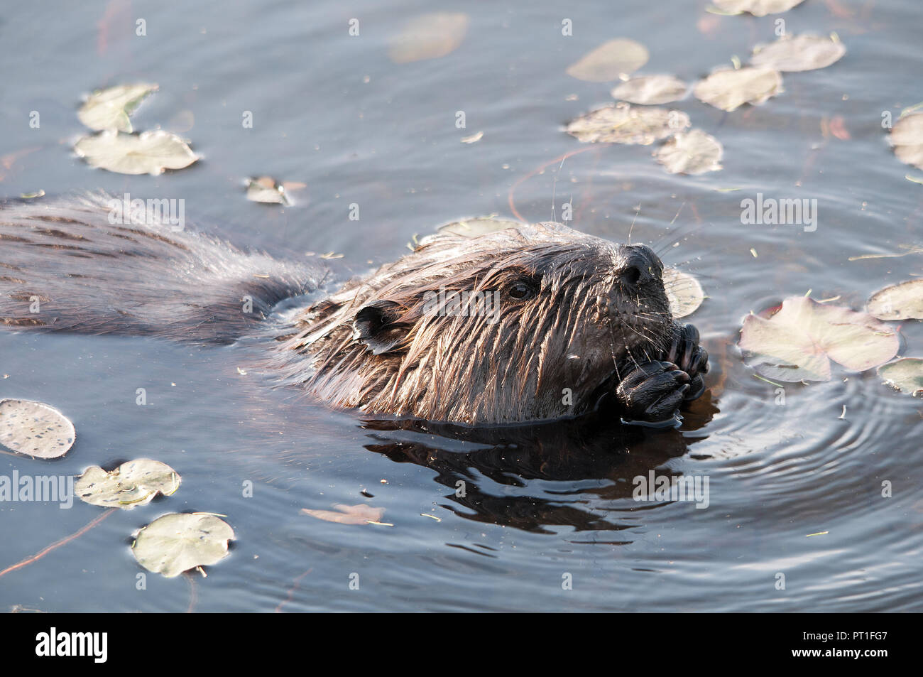 Biber Tier Kopf Nahaufnahme im Wasser essen in seiner Umgebung und Umwelt. Stockfoto