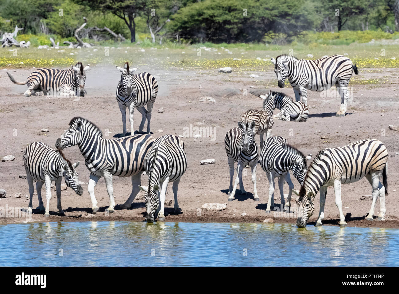 Afrika, Namibia, Etosha National Park, das Burchell's Zebra, Equus quagga Chudop burchelli, am Wasserloch Stockfoto