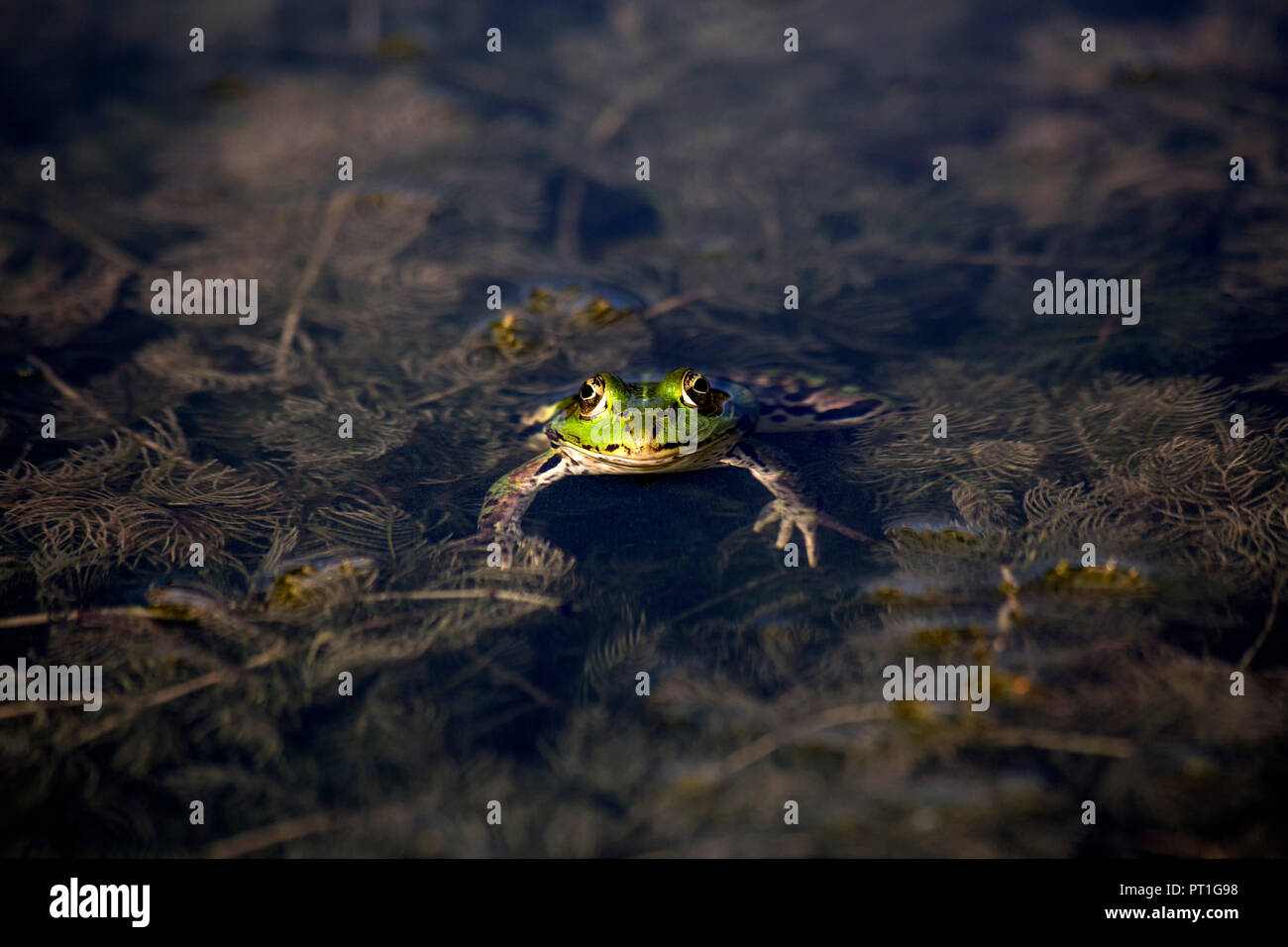 Pool Frosch im Wasser Stockfoto