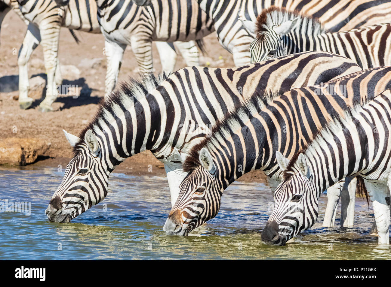 Afrika, Namibia, Etosha National Park, das Burchell's Zebra, Equus quagga burchelli, Trinkwasser an Chudop Wasserloch Stockfoto
