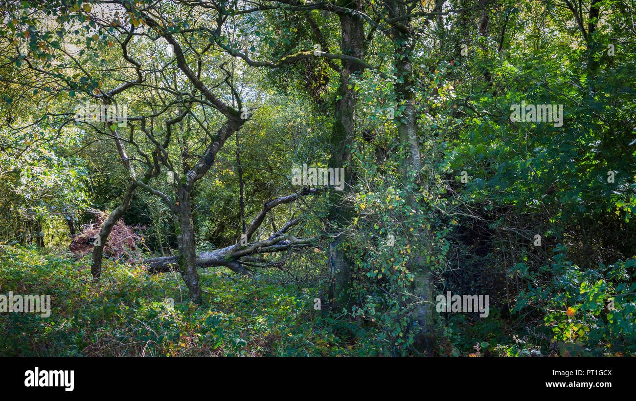 Durcheinander von Bäume und Unterholz in der Nähe von Merebrook in Staffordshire auf einem hellen am späten Morgen Sommer Stockfoto