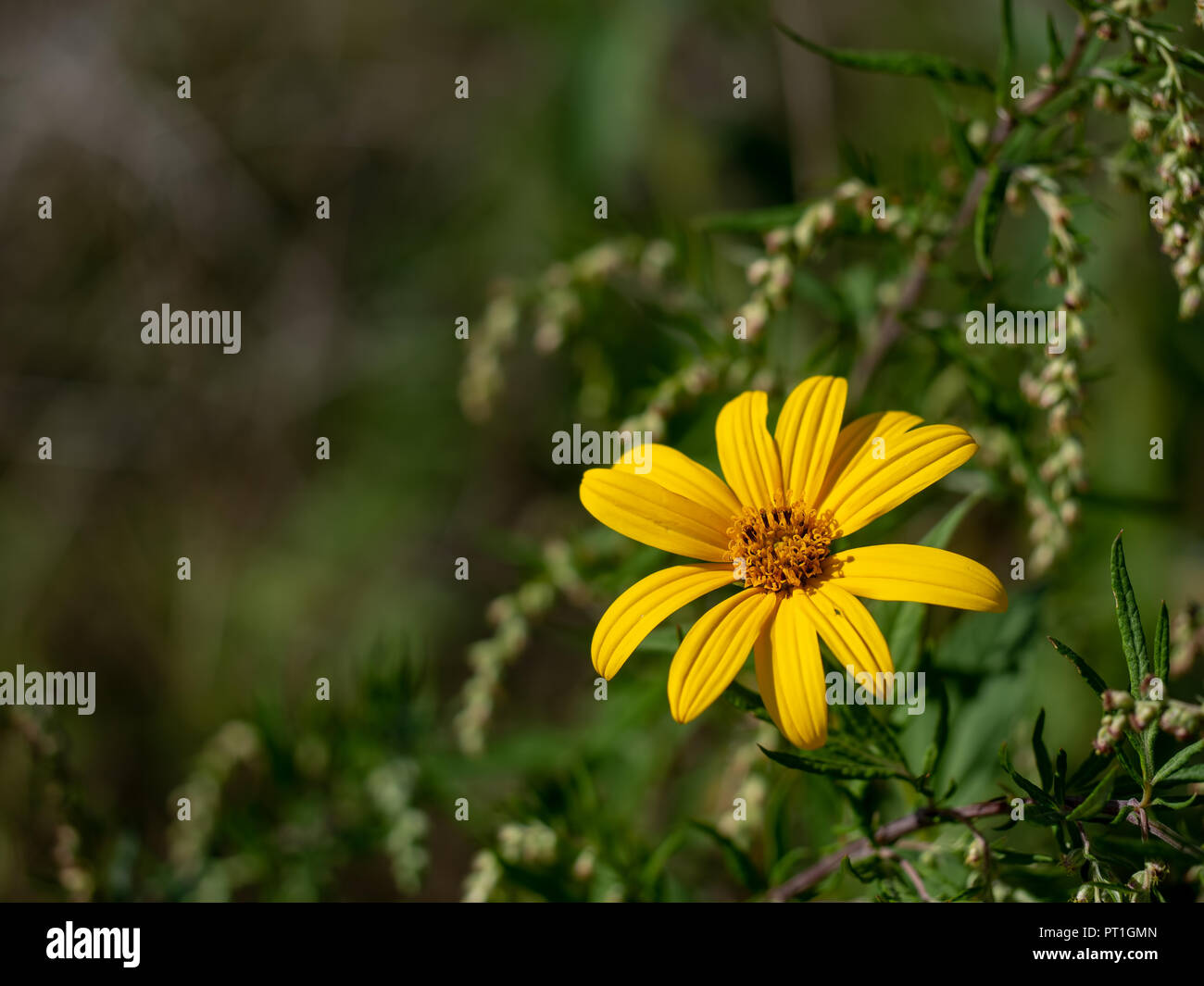 Gelbe Blüten der Topinambur Pflanze aka sunroot, sunchoke oder Erde Apple. In habitat mit Copyspace. Stockfoto