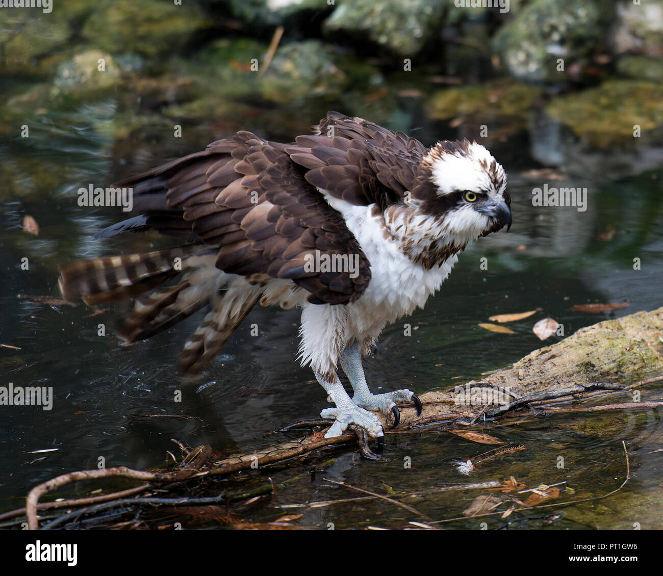Osprey Vogel mit seiner Umgebung im Wasser. Stockfoto