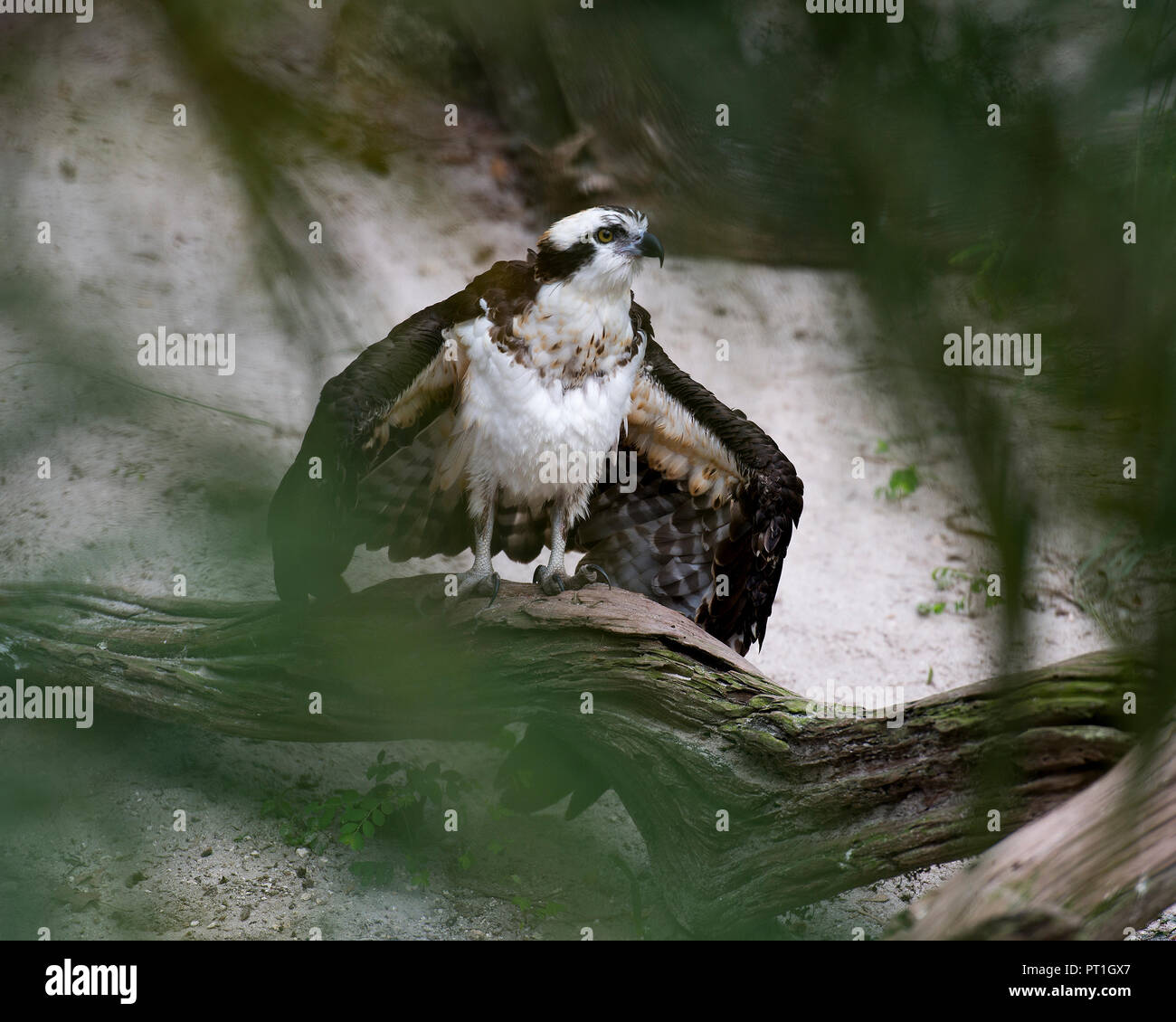 Osprey Vogel mit seiner Umgebung. Stockfoto