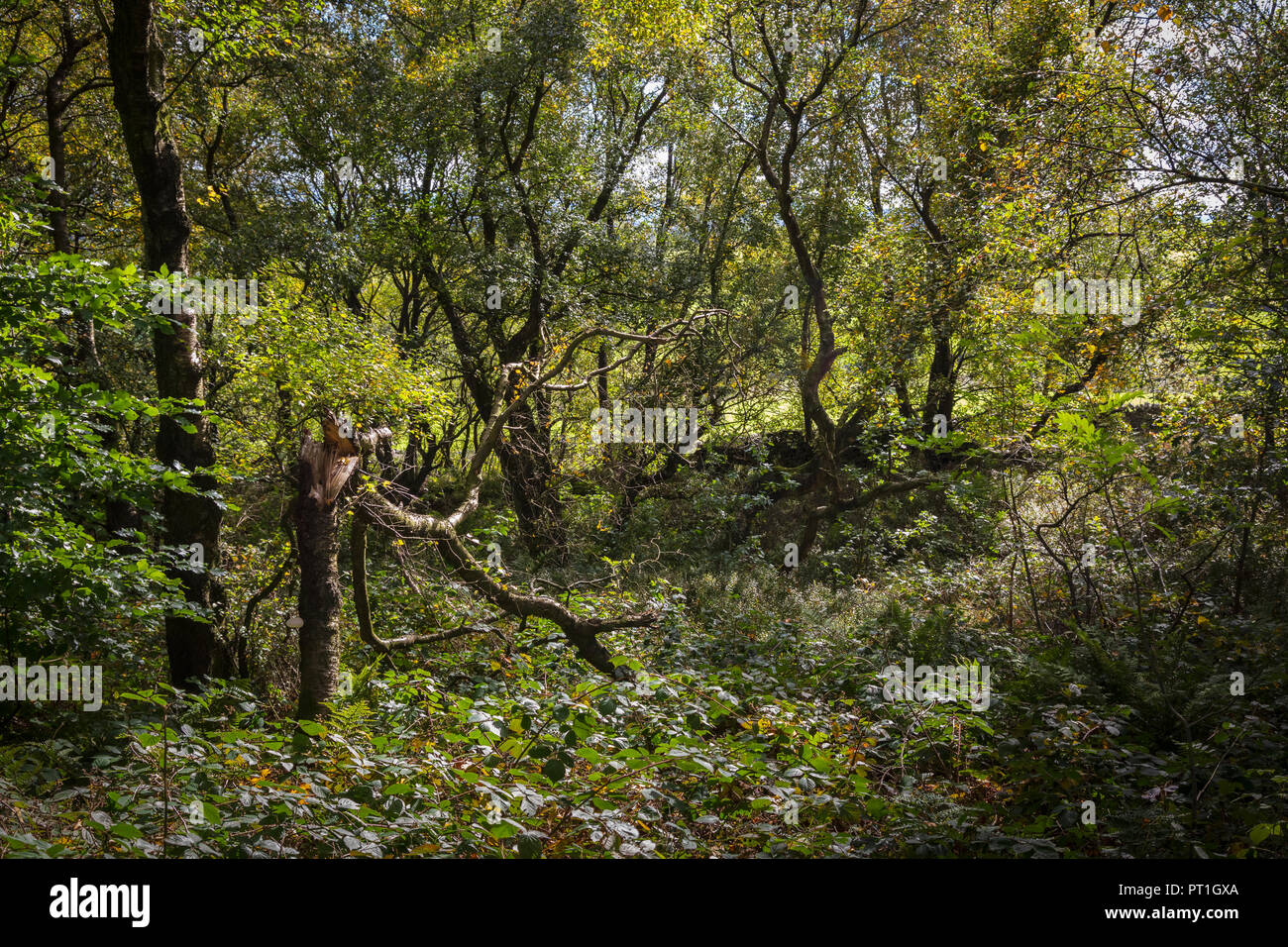 Durcheinander von Bäume und Unterholz in der Nähe von Merebrook in Staffordshire auf einem hellen am späten Morgen Sommer Stockfoto