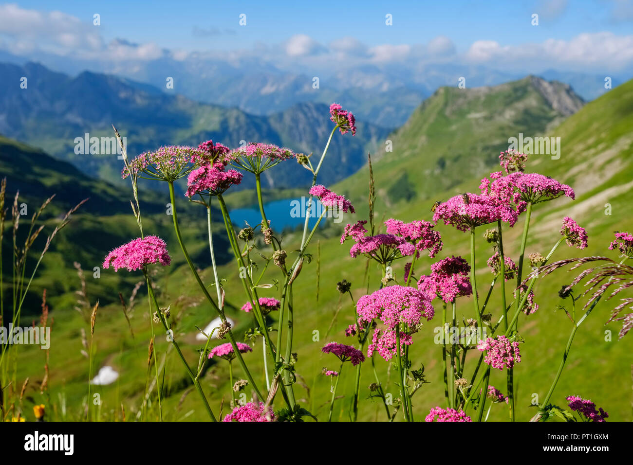 Deutschland, Bayern, Allgäu Alpen, Blick von Zeigersattel zur seealpsee mit Hoefats, Baldrian, Valeriana officinalis im Vordergrund. Stockfoto