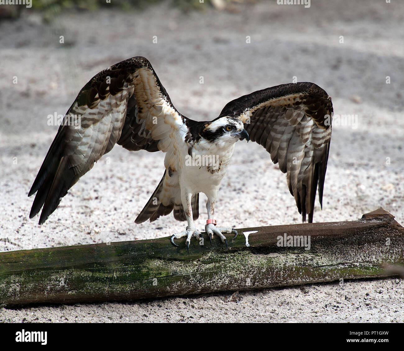 Osprey Vogel mit seiner Umgebung. Stockfoto