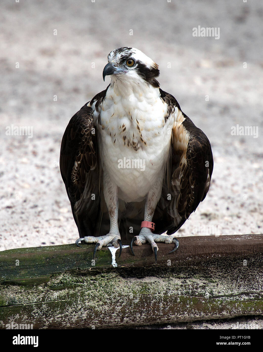 Osprey Vogel mit seiner Umgebung. Stockfoto