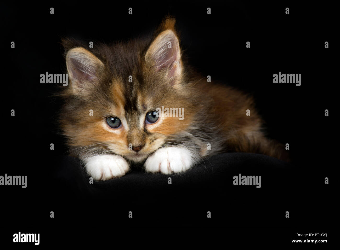 Maine Coon kitten vor schwarzem Hintergrund Stockfoto
