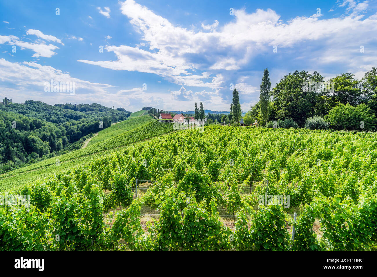 Österreich, Steiermark, Gamitz, Weingut und Weinberg Stockfoto