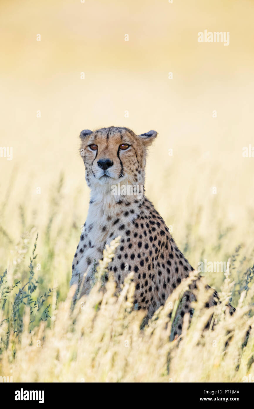 Botswana, Kgalagadi Transfrontier Park, Cheetah, Acinonyx Jubatus Stockfoto