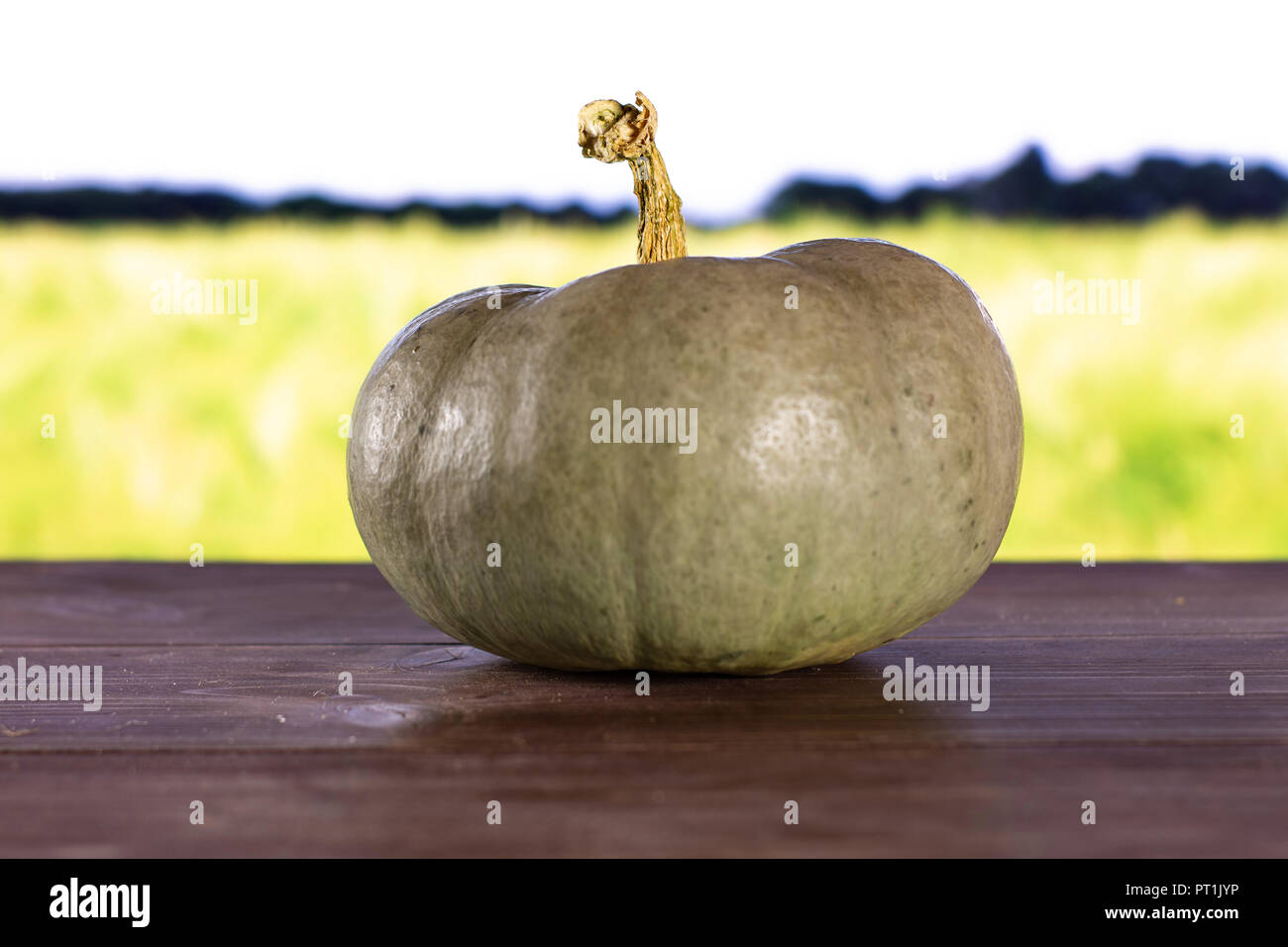 Eine ganze Frische blau grau Kürbis Nagy dobosi Sorte mit grünem Weizenfeld im Hintergrund Stockfoto
