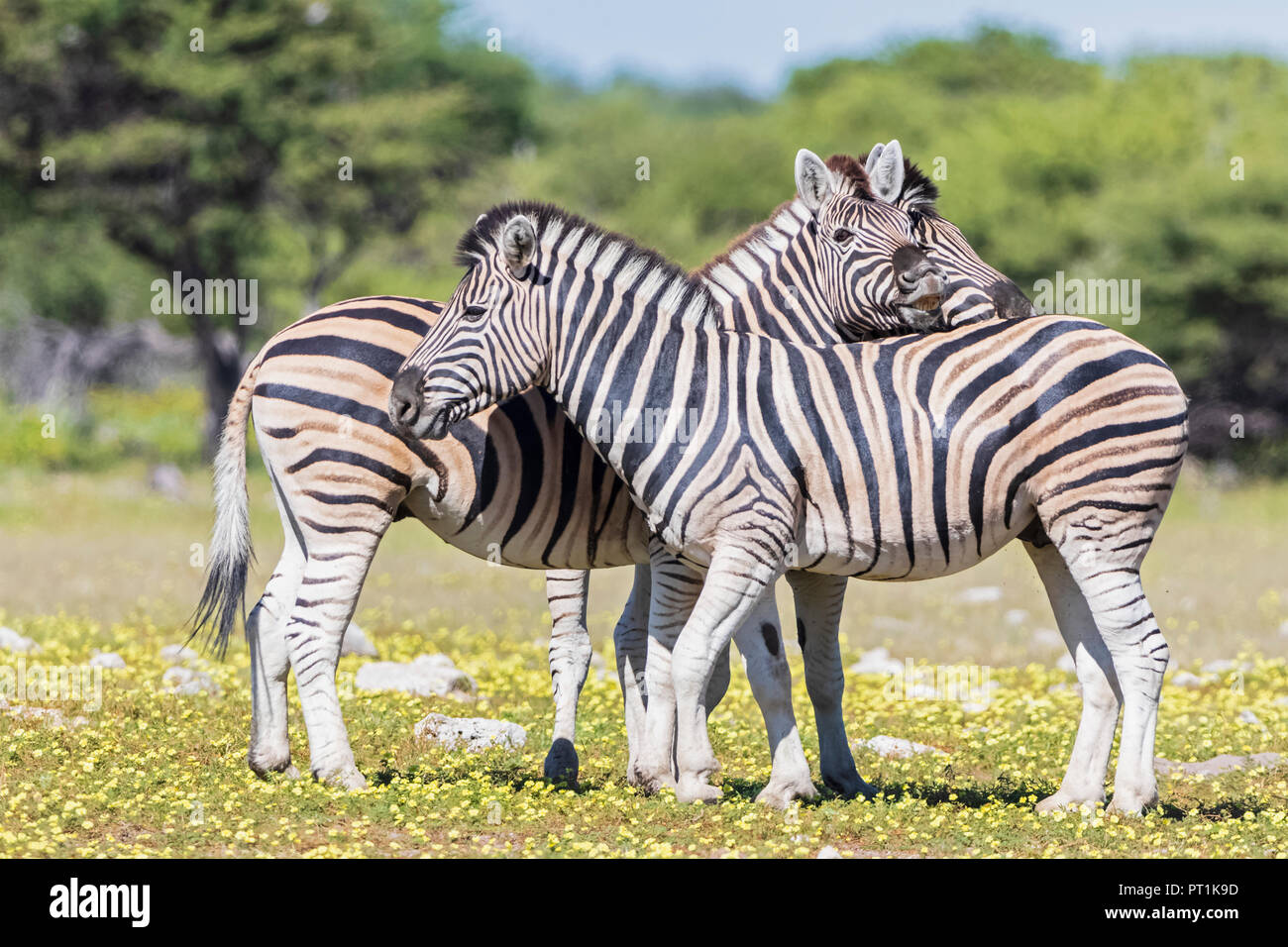 Afrika, Namibia, Etosha National Park, das Burchell's Zebra, Equus quagga burchelli Stockfoto