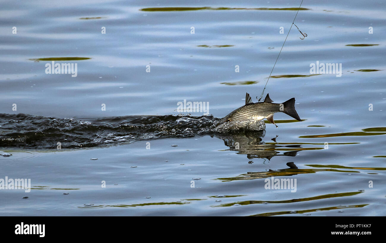 Fisch am Haken, aus dem Fluss bei Yarkon Park ziehen, Yarkon Flusses, Tel Aviv, Israel Stockfoto
